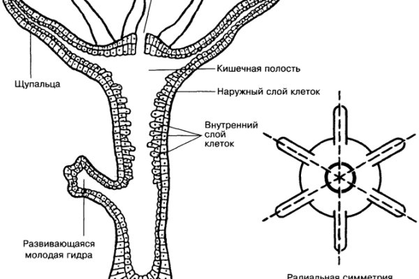 Kraken зеркало рабочее